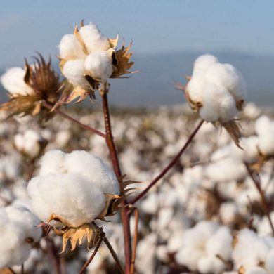 למרות שנאסרה לשימוש - הכותנה הסינית נמצאה ב-19% מהמוצרים בארה"ב
